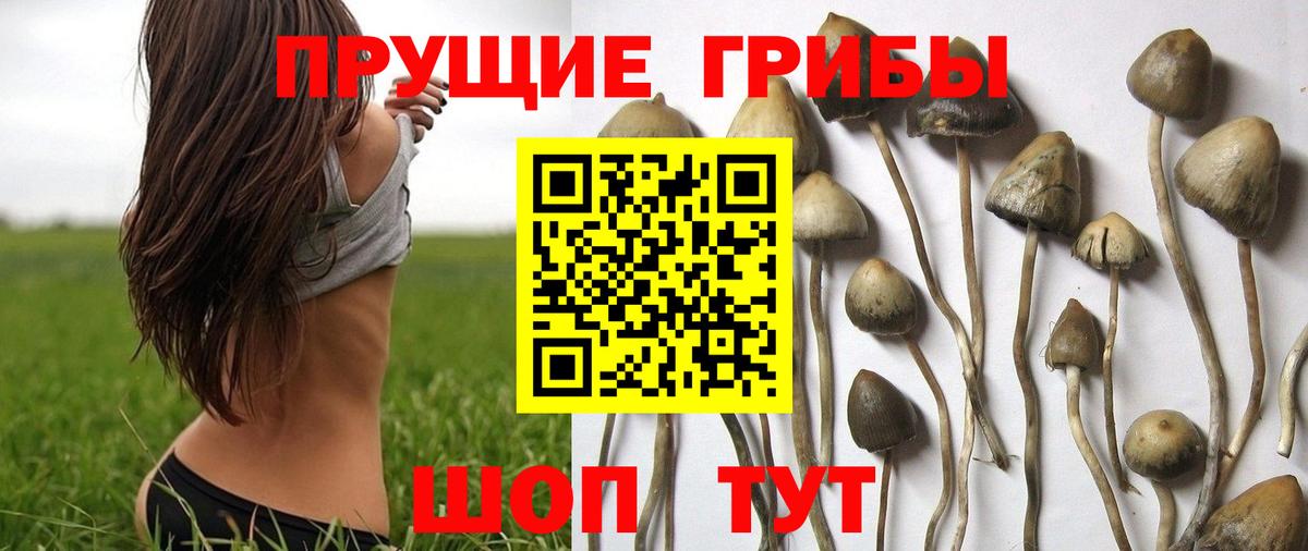 Псилоцибиновые грибы Psilocybine cubensis  Вход с VPN  Нижнеудинск  где продают   Псилоцибиновые грибы Psilocybe 